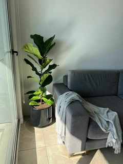 Pandurata mediana