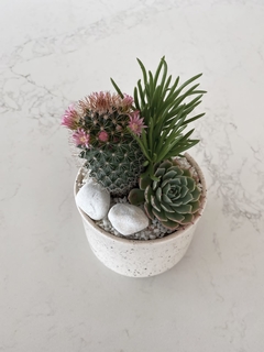 Jardin de suculentas mini - comprar online