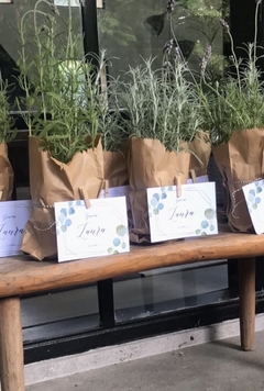 Imagen de Plantines con tarjeton para souvenir pack x 10
