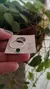 Anillo Cubic Verde 17 mm A.B. - comprar online