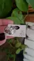 Anillo Flores 17 mm A.C.