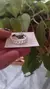 Anillo Doble Cadenita y Soga 19 mm A.B.