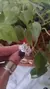 Anillo Ramitas 17 mm A.B.