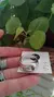 Anillo Chunky Bombe 18 mm A.C.