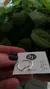 Anillo Olita 16 mm Plata 925