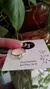 Anillo Cubic E.O. 19 mm
