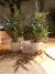 Maceta bamboo