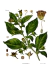 Köhler's Medizinal-Pflanzen - Atropa belladonna