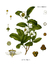 Köhler's Medizinal-Pflanzen - Camellia thea