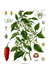 Köhler's Medizinal-Pflanzen - Capsicum annum