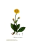 Florae Pedemontanae - Arnica montana