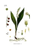 Köhler's Medizinal-Pflanzen - Convallaria majalis