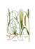 Les Plantes Médicinales - Triticum repens