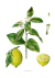 Erbario Figurato - Citrus limon