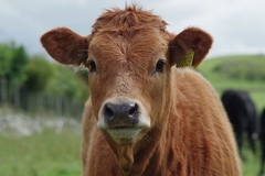 Banner de la categoría ANIMALES DE  GRANJA