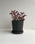 Vaso/ Cachepot em Cimento Preto