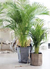 ARECA - comprar online