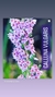 CALLUNA VULGARIS