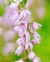 CALLUNA VULGARIS - Serendipia