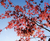 Arce japones (Acer palmatum) 4 litros - Serendipia