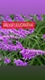 SALVIA LEUCANTHA