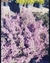 CALLUNA VULGARIS - comprar online