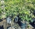 Arce japones (Acer palmatum) 4 litros en internet