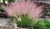10 MUHLENBERGIA CAPILLARIS en internet