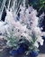 CALLUNA VULGARIS en internet