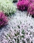 CALLUNA VULGARIS - tienda online
