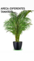 ARECA