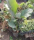 STRELITZIA NICOLAI en internet