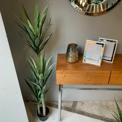PLANTA "DRACENA"