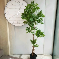 PLANTA "FICUS"