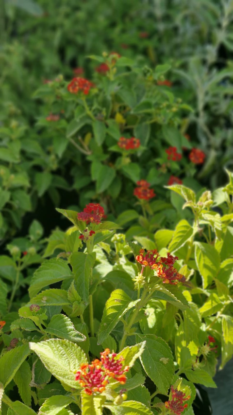 Lantana cámara naranja, roja, - comprar online
