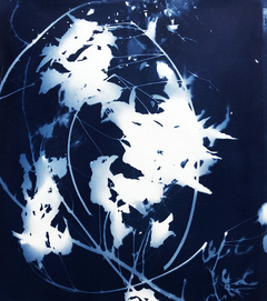 Summer Branches 05 / Fotograma en Cianotipia sobre papel libres de ácido / 2020 / 49 x 59 cm / Valor 800 USD