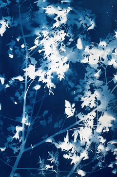 “Dreaming Forest” Fotograma en Cianotipia sobre papel libre de ácido / 2021 /120 x 80 cm / Valor 1200 USD
