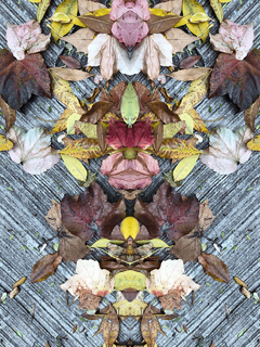 Fractal nature / fotografía digital intervenida / medidas variables