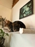 Cama hamaca Colgante Para Gatos para Pared en internet