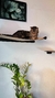 Cama hamaca Colgante Para Gatos para Pared - comprar online