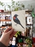 Pack Postales Aves (I) en internet