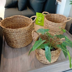 Canastos