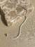 Pulseira Riviera Fina Colors c/Extensor Prata 925 - loja online