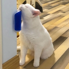 Gato branco usando a Escova Massageadora para gatos azul 