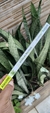 Incenso Rhadika - Alecrim - comprar online