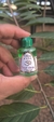Essência OM - Maçã Verde - comprar online