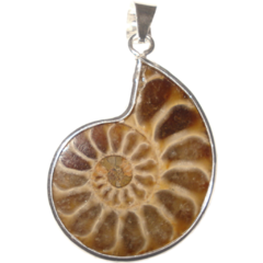 Ammonite Pendant