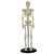 MINI ESQUELETO 45 CM CON BASE