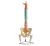 COLUMNA VERTEBRAL PINTADA A COLORES CON PELVIS Y FEMUR