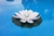 Flor luminosa flotante - comprar online